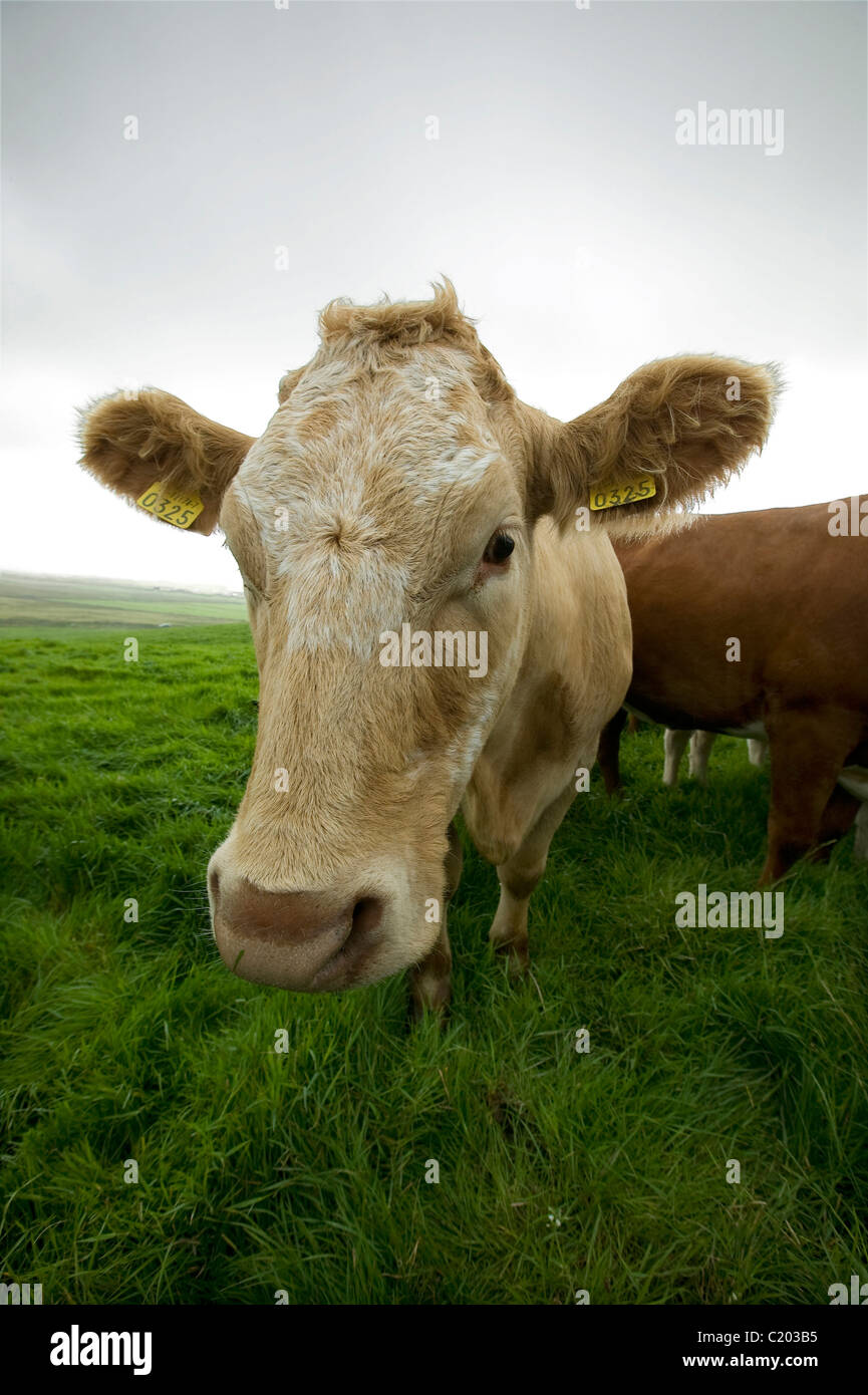 Cow portrait Stock Photo