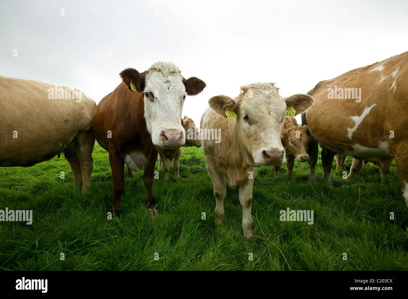Cows on a farm Stock Photo