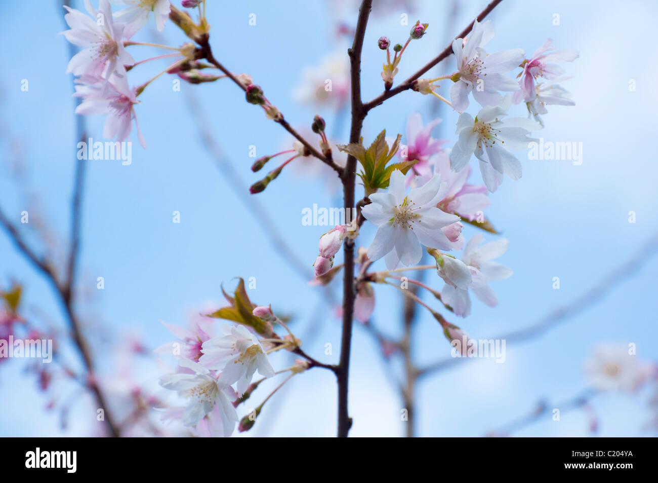 Winter Flowering Cherry against a light blue sky. UK. Prunus subhirtella Autumnalis. Stock Photo