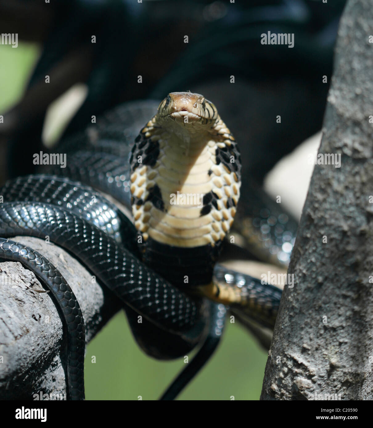 A forest cobra (Naja melanoleuca) in a tree in Uganda, with its hood extended and ready to strike Stock Photo