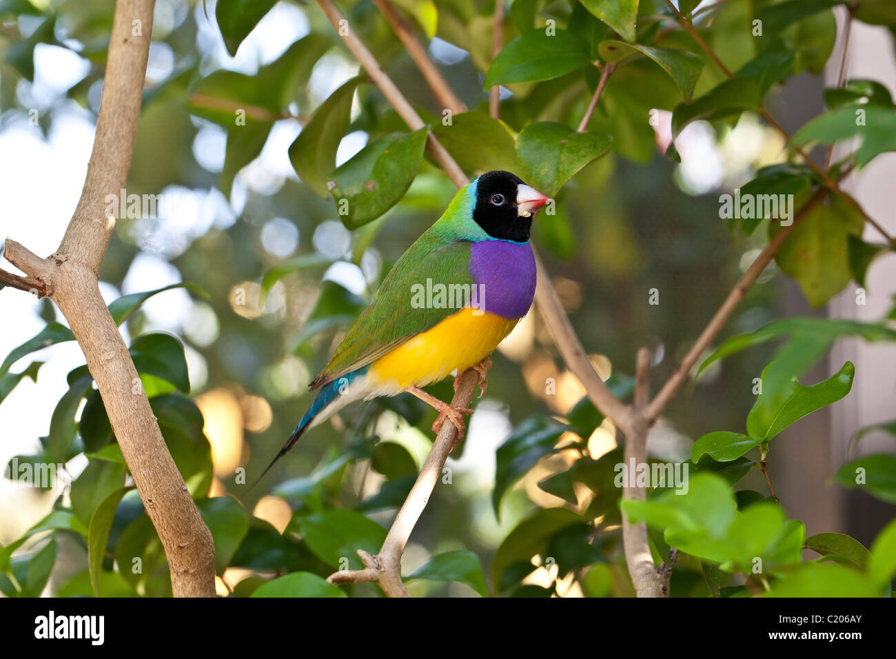 Lady Gouldian finch perched in the early morning Stock Photo - Alamy