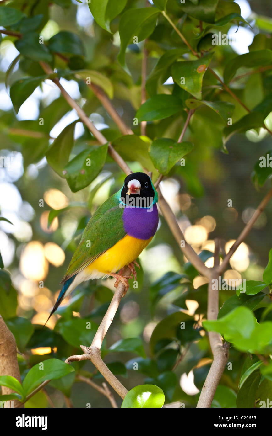Lady gouldian finch hi-res stock photography and images - Alamy