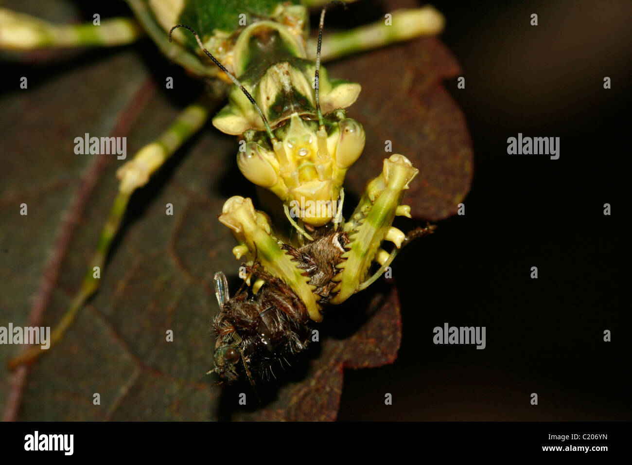 A praying mantis (Spiny Flower Mantis, Pseudocreobotra wahlbergii) eating a spider Stock Photo