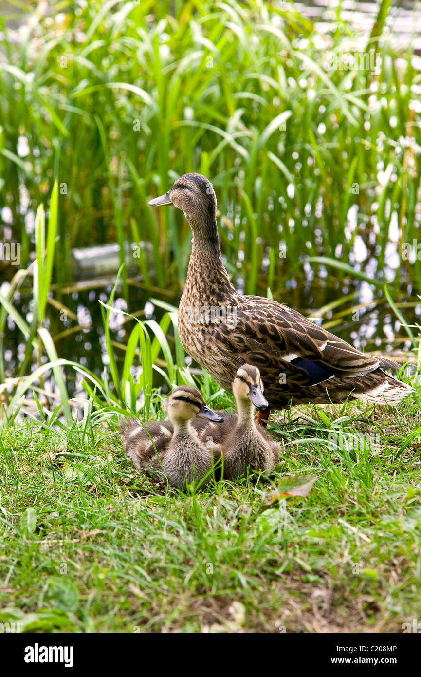 duck with two chicks Stock Photo
