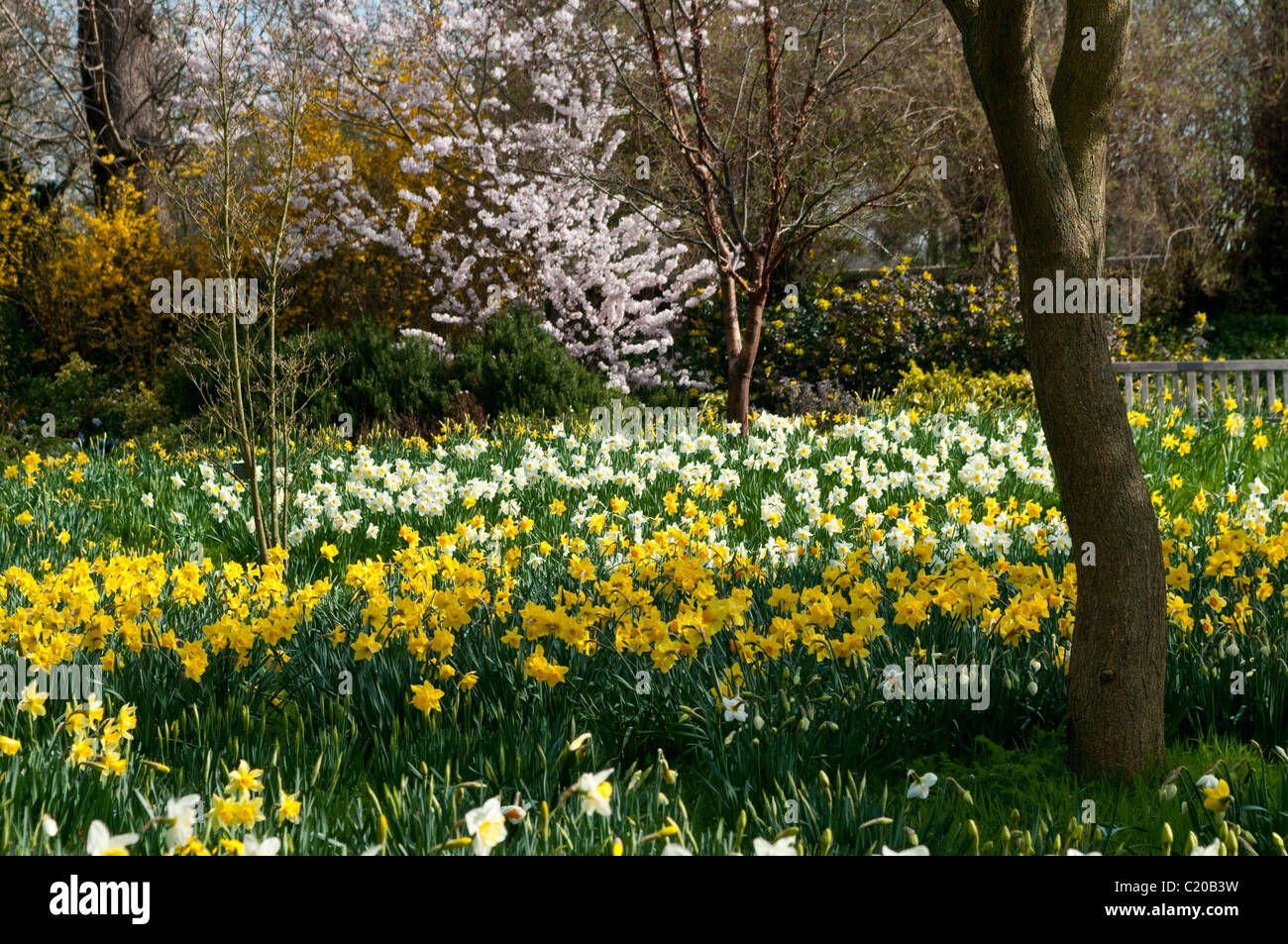 Daffodils and trees in bloom in early spring, Hampton Court Palace grounds, Surrey, England, UK Stock Photo