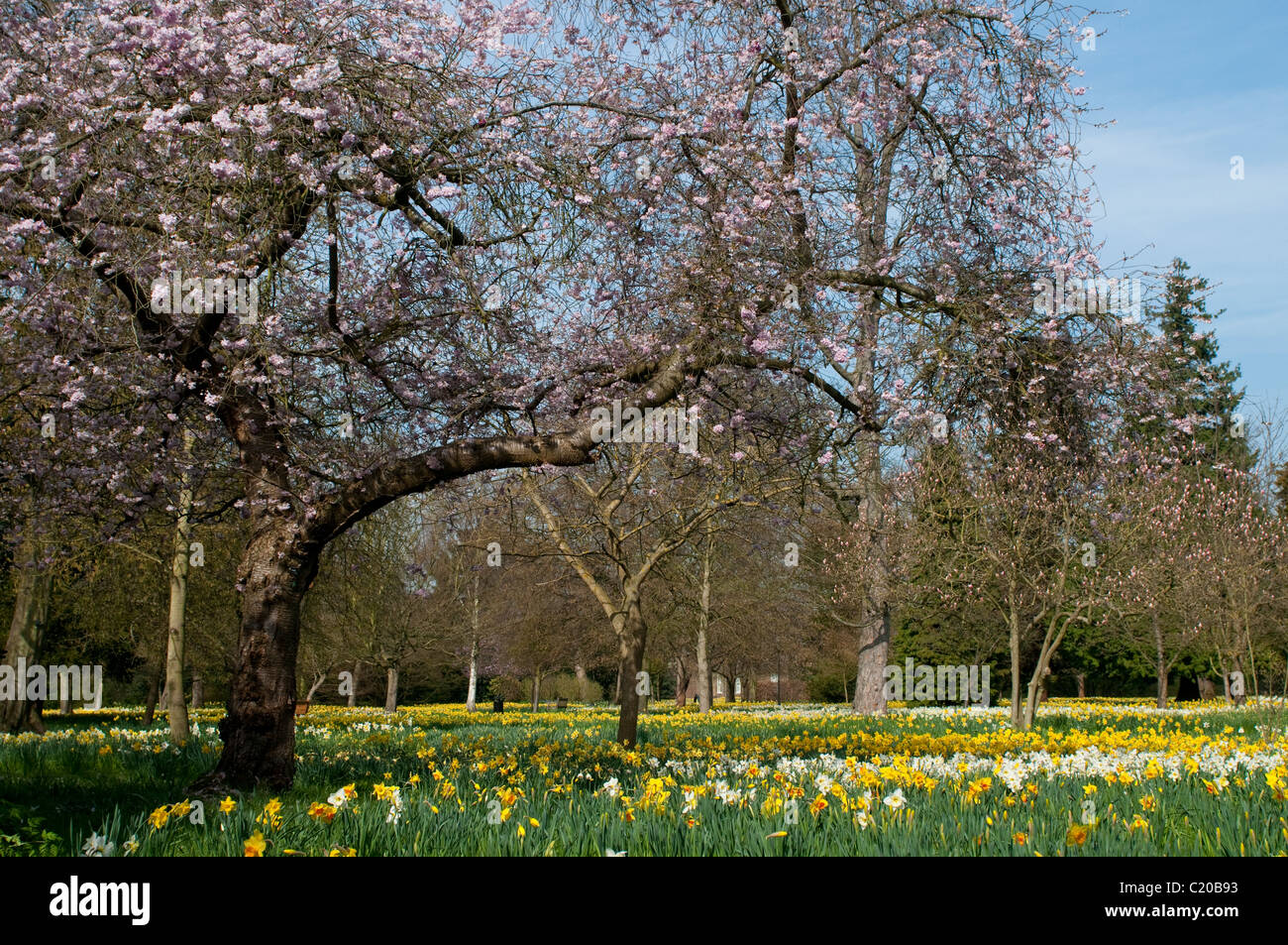 Daffodils and trees in bloom in early spring, Hampton Court Palace grounds, Surrey, England, UK