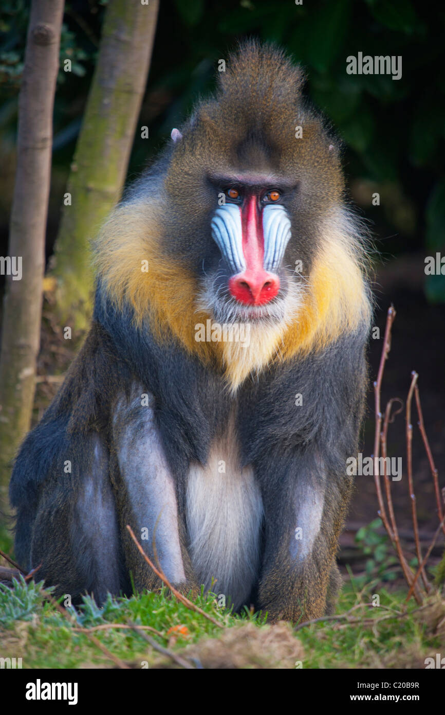 Mandrill at Chester Zoo Stock Photo - Alamy
