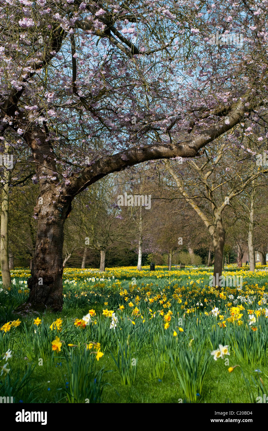 Daffodils and trees in bloom in early spring, Hampton Court Palace grounds, Surrey, England, UK