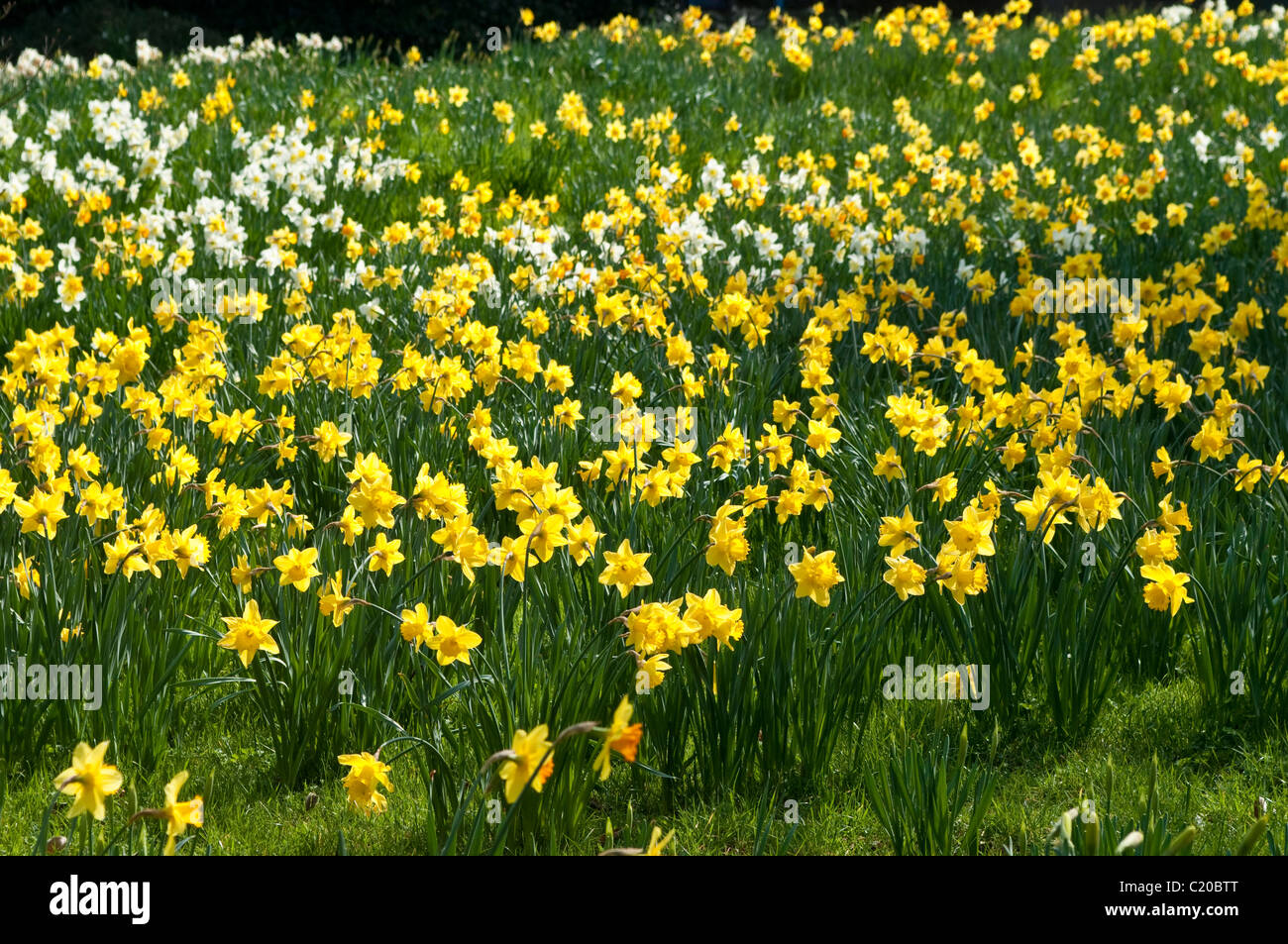 Daffodils in bloom in early spring, Hampton Court Palace grounds, Surrey England, UK Stock Photo