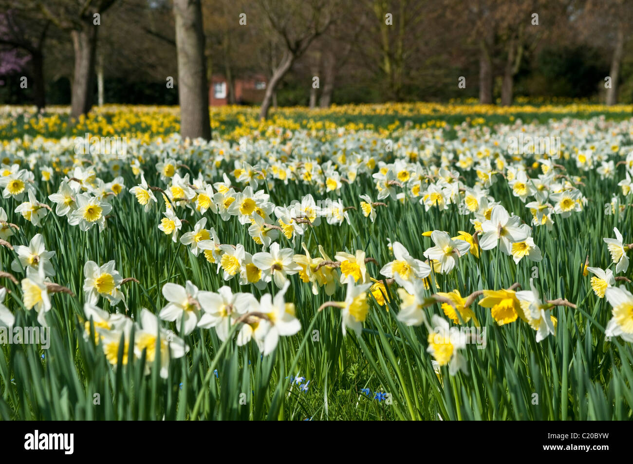 Daffodils in bloom in early spring, Hampton Court Palace grounds