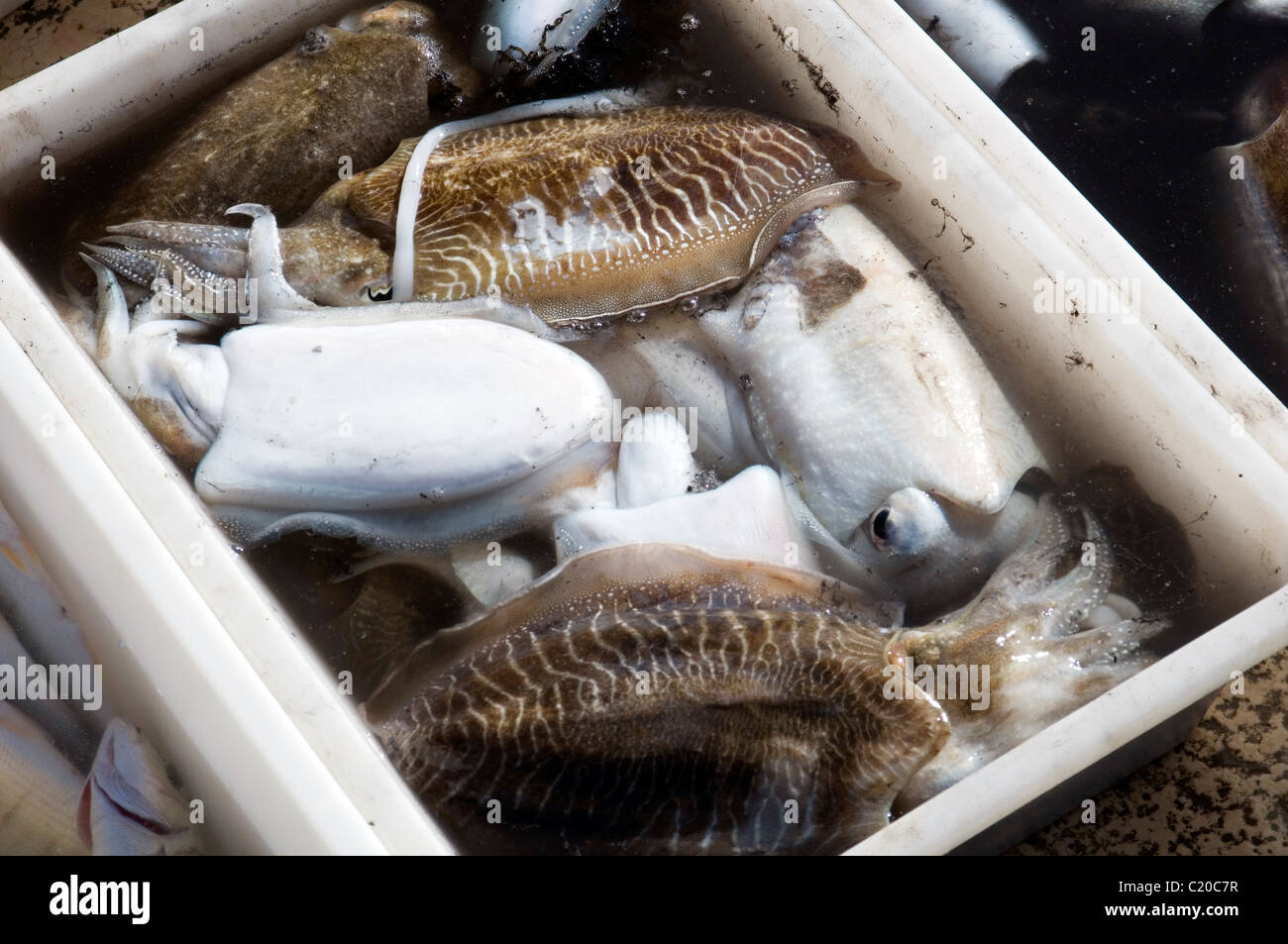 cuttlefish cuttle fish fishes cuttlefishes in box in harbor port dock catch caught fresh freshly ink Stock Photo