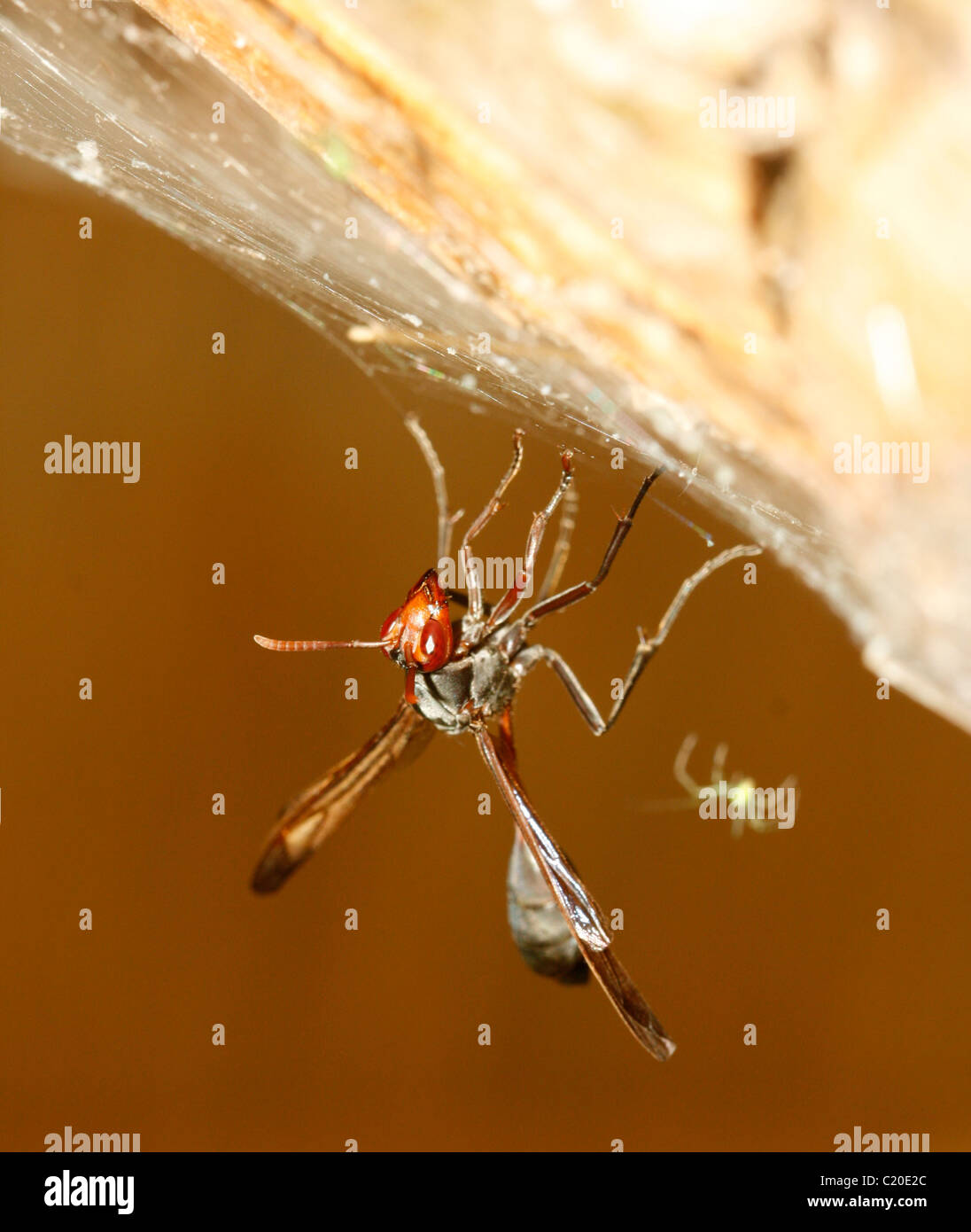 A wasp is stuck in a spider web as the spider approaches from behind Stock Photo