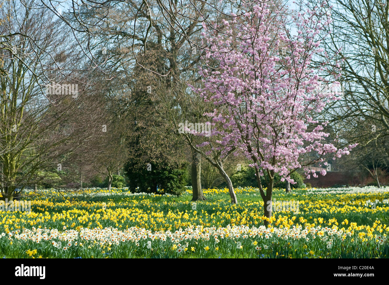 Daffodils and trees in bloom in early spring, Hampton Court Palace grounds, Surrey, England, UK