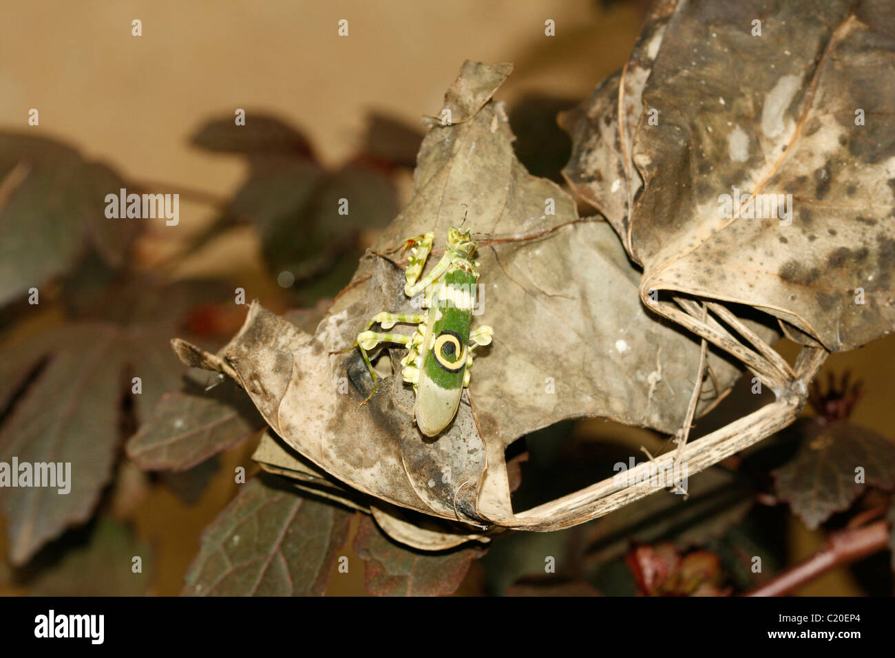 A praying mantis (Spiny Flower Mantis, Pseudocreobotra wahlbergii) Stock Photo