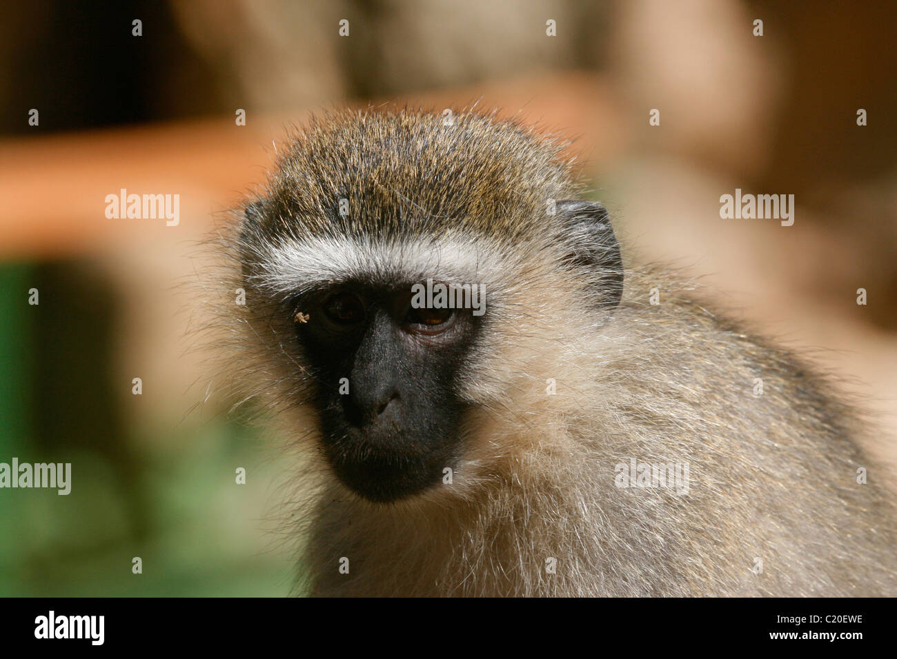 Portrait of a young vervet monkey at Entebbe, Uganda Stock Photo
