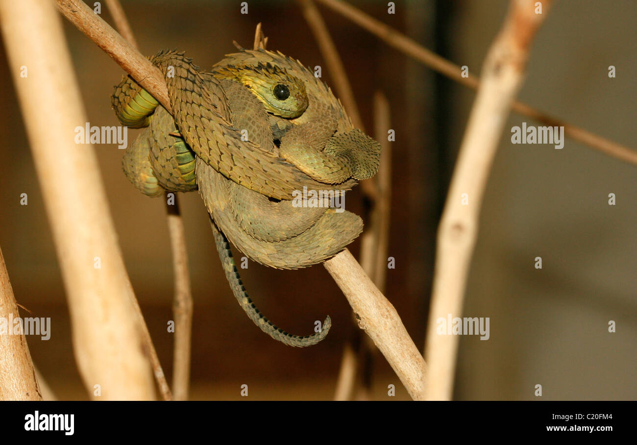 Spiny bush viper / Atheris hispida