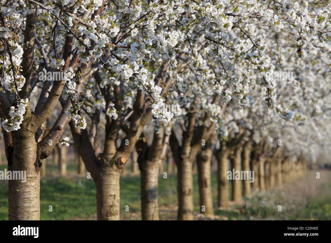 Cherry blossom tree in the Luberon southern France Stock Photo