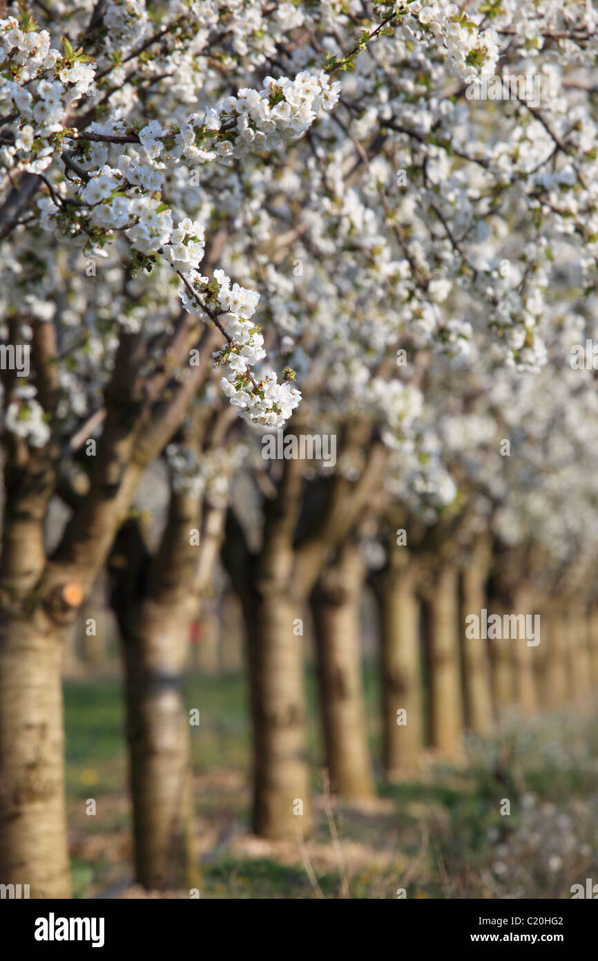 Cherry blossom tree in the Luberon southern France Stock Photo