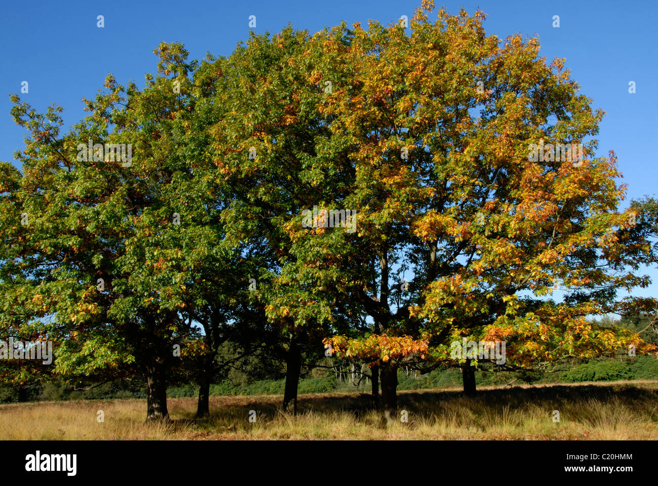 Oak trees in Richmond Park just turning to their Autumn colours  London, UK October 2008 Stock Photo