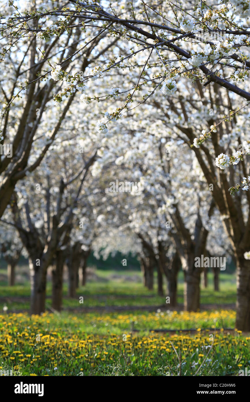 Cherry blossom tree in the Luberon southern France Stock Photo