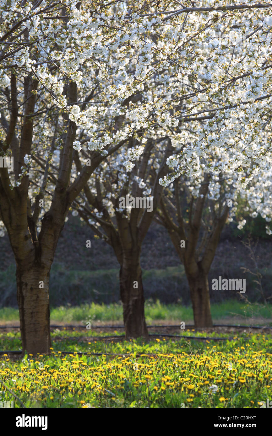 Cherry blossom tree in the Luberon southern France Stock Photo