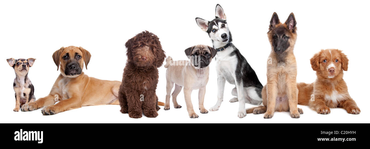 group of puppy dogs Stock Photo