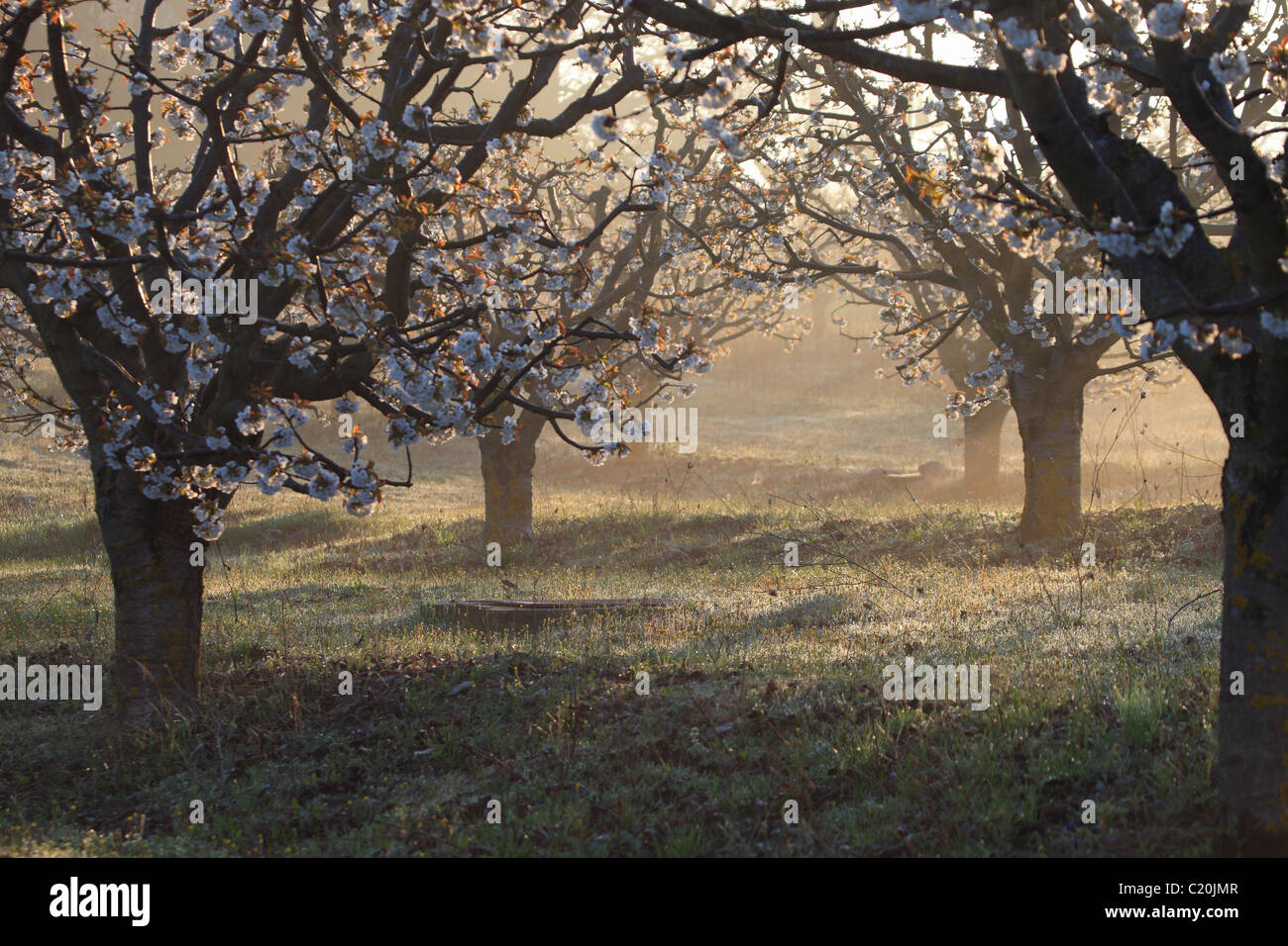 Cherry blossom tree in the Luberon southern France Stock Photo