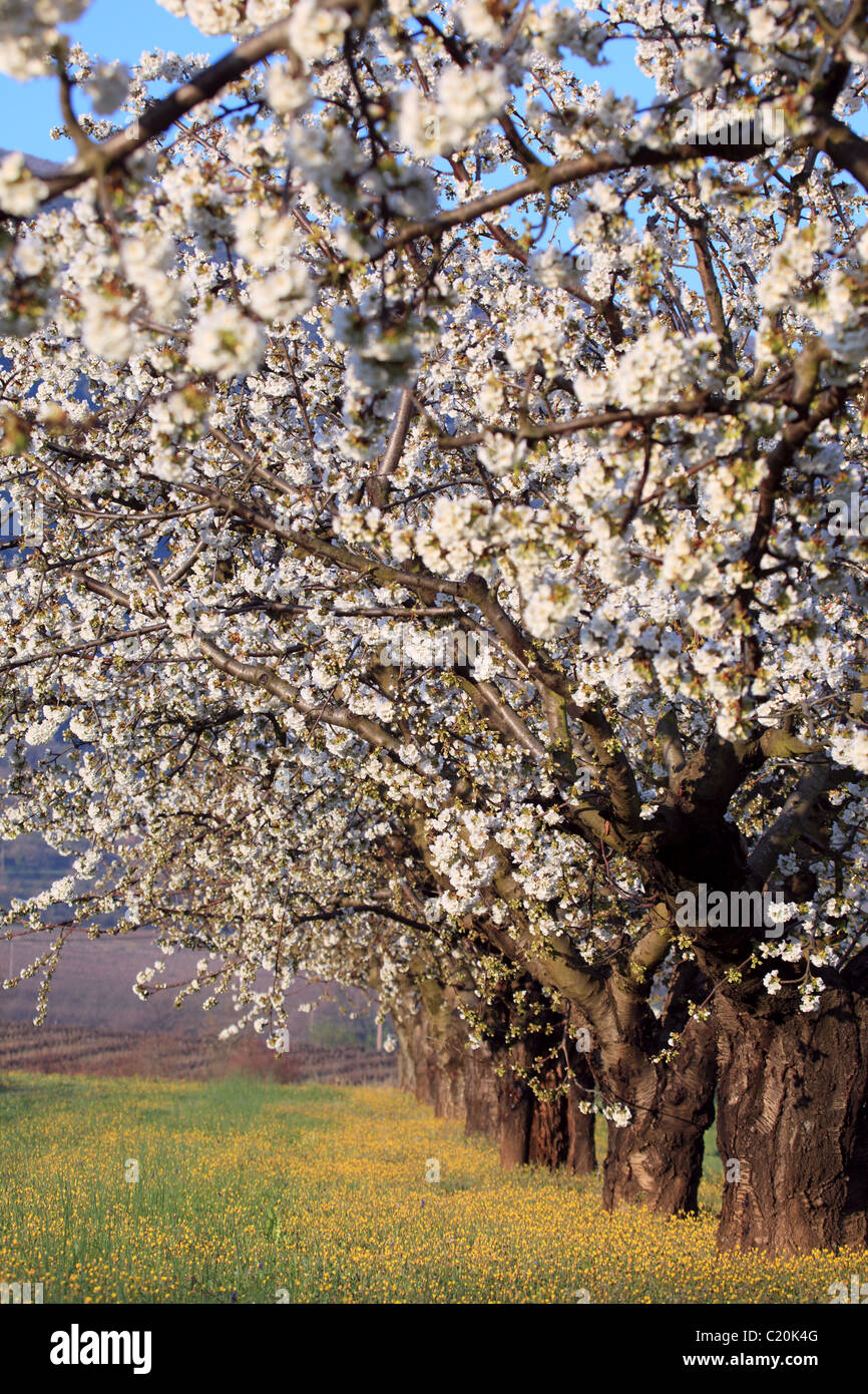 Cherry blossom tree in the Luberon southern France Stock Photo