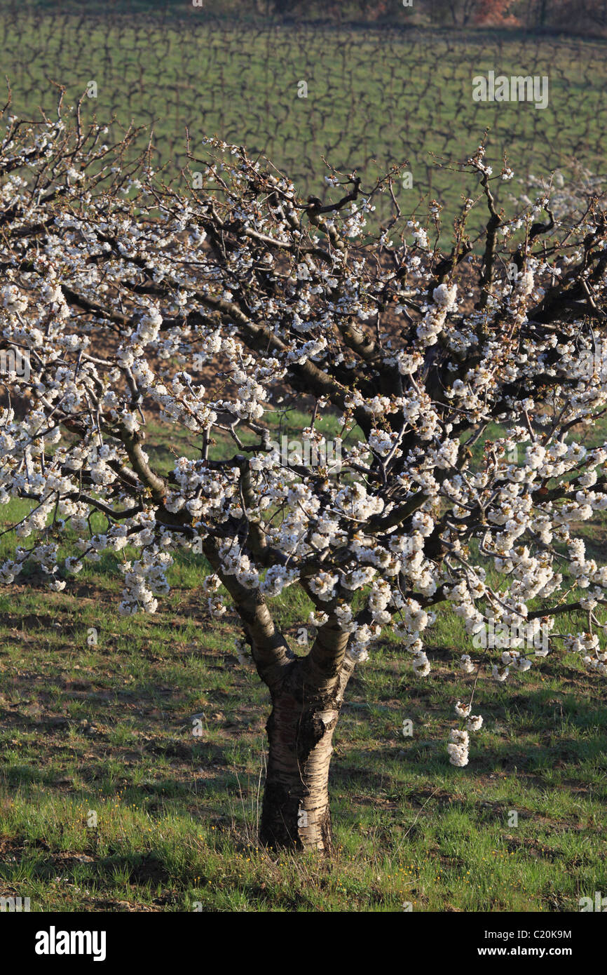 Cherry blossom tree in the Luberon southern France Stock Photo