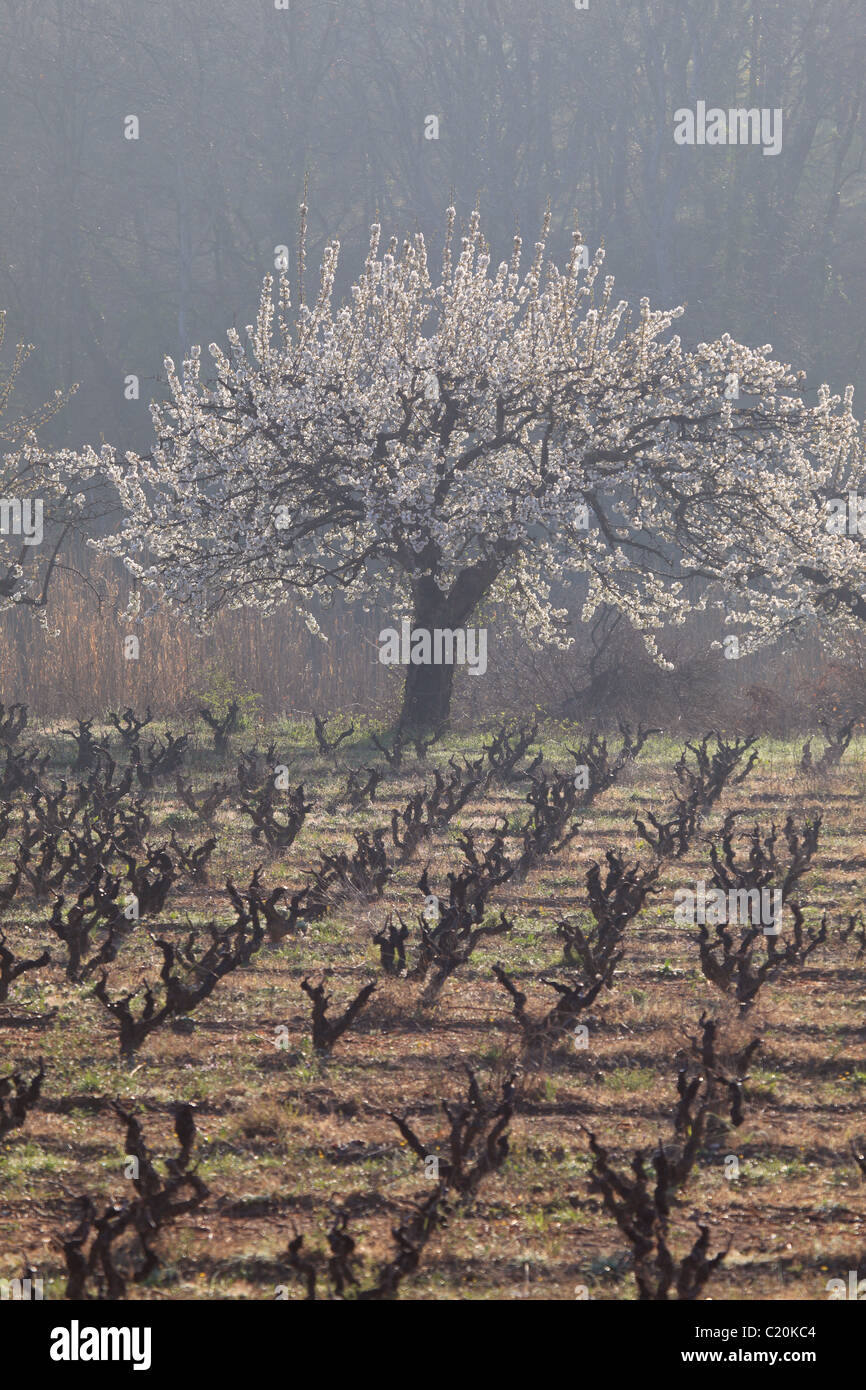 Cherry blossom tree in the Luberon southern France Stock Photo