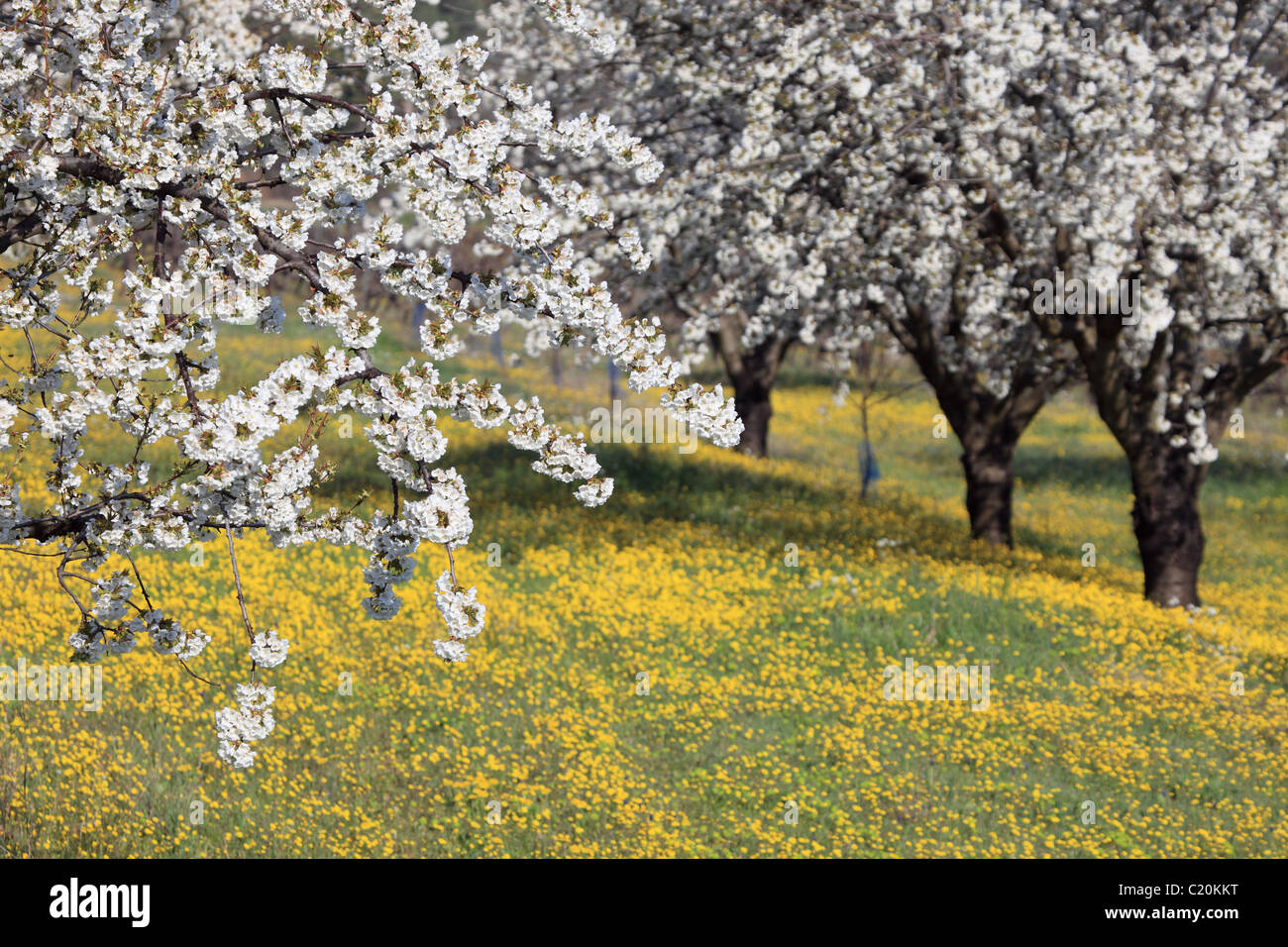 Cherry blossom tree in the Luberon southern France Stock Photo