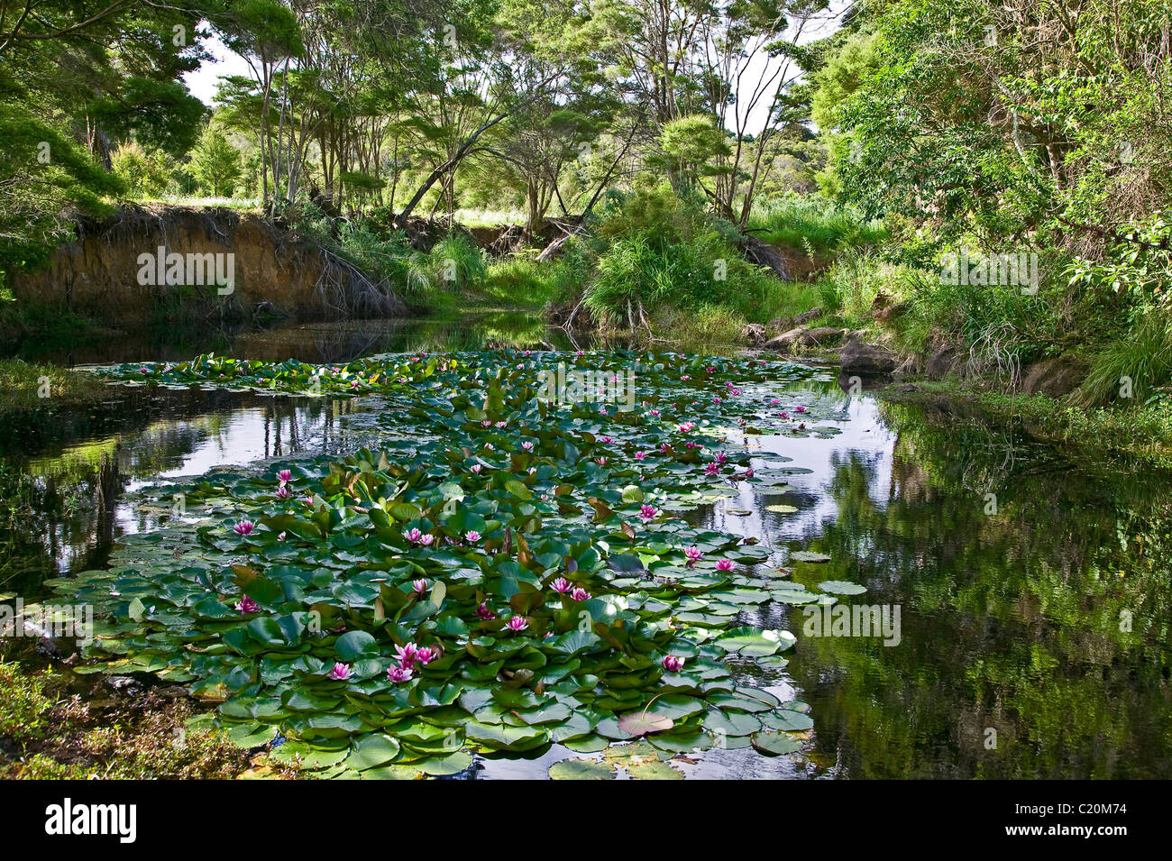 pond with water lilies, New Zealand Stock Photo