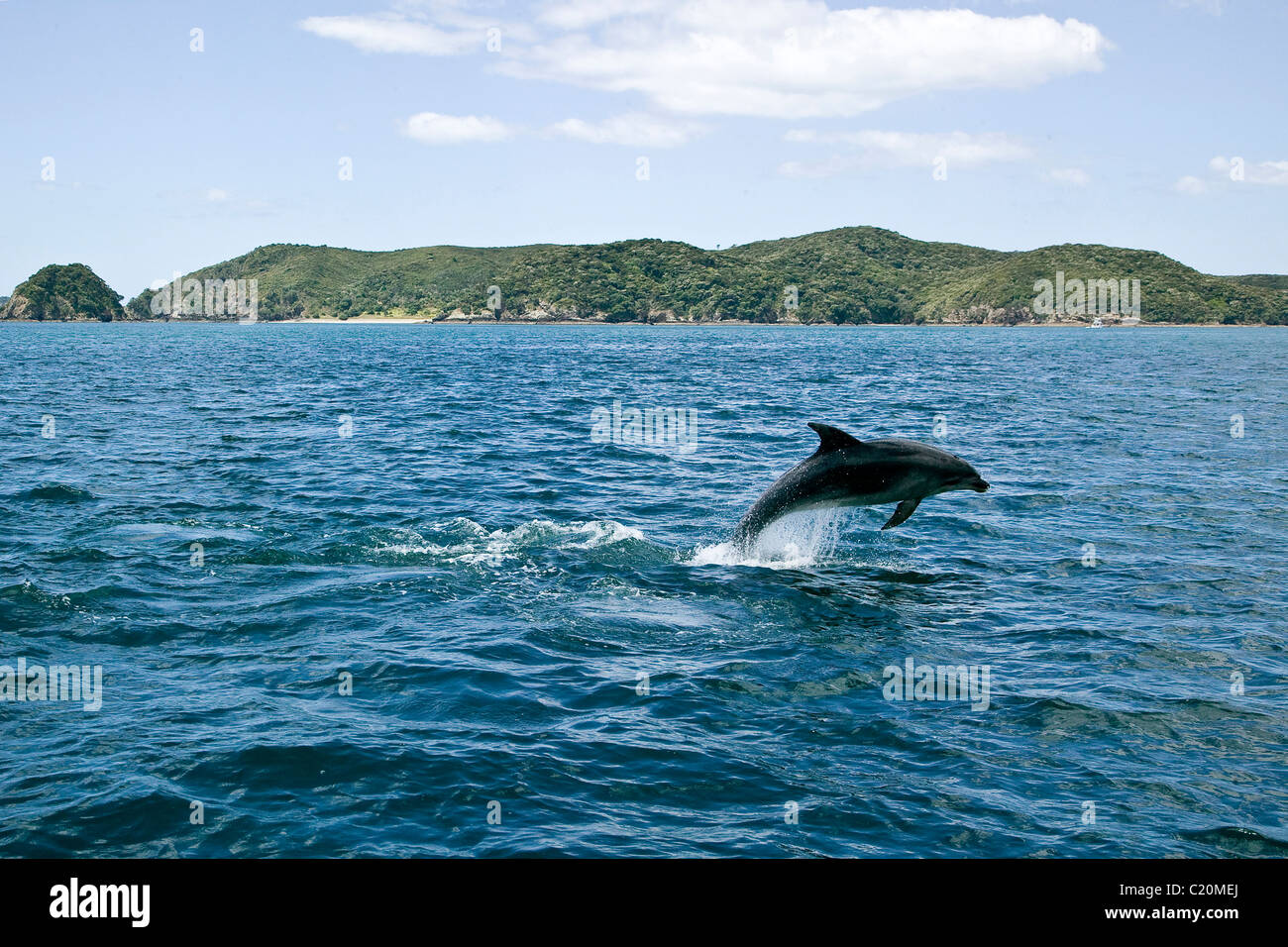 jumping dolphin at Bay of islands, New Zealand Stock Photo
