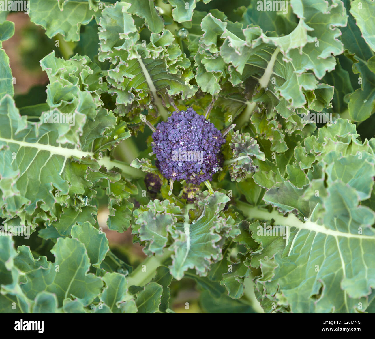 Flower and leaves of purple sprouting broccoli in March Stock Photo Alamy