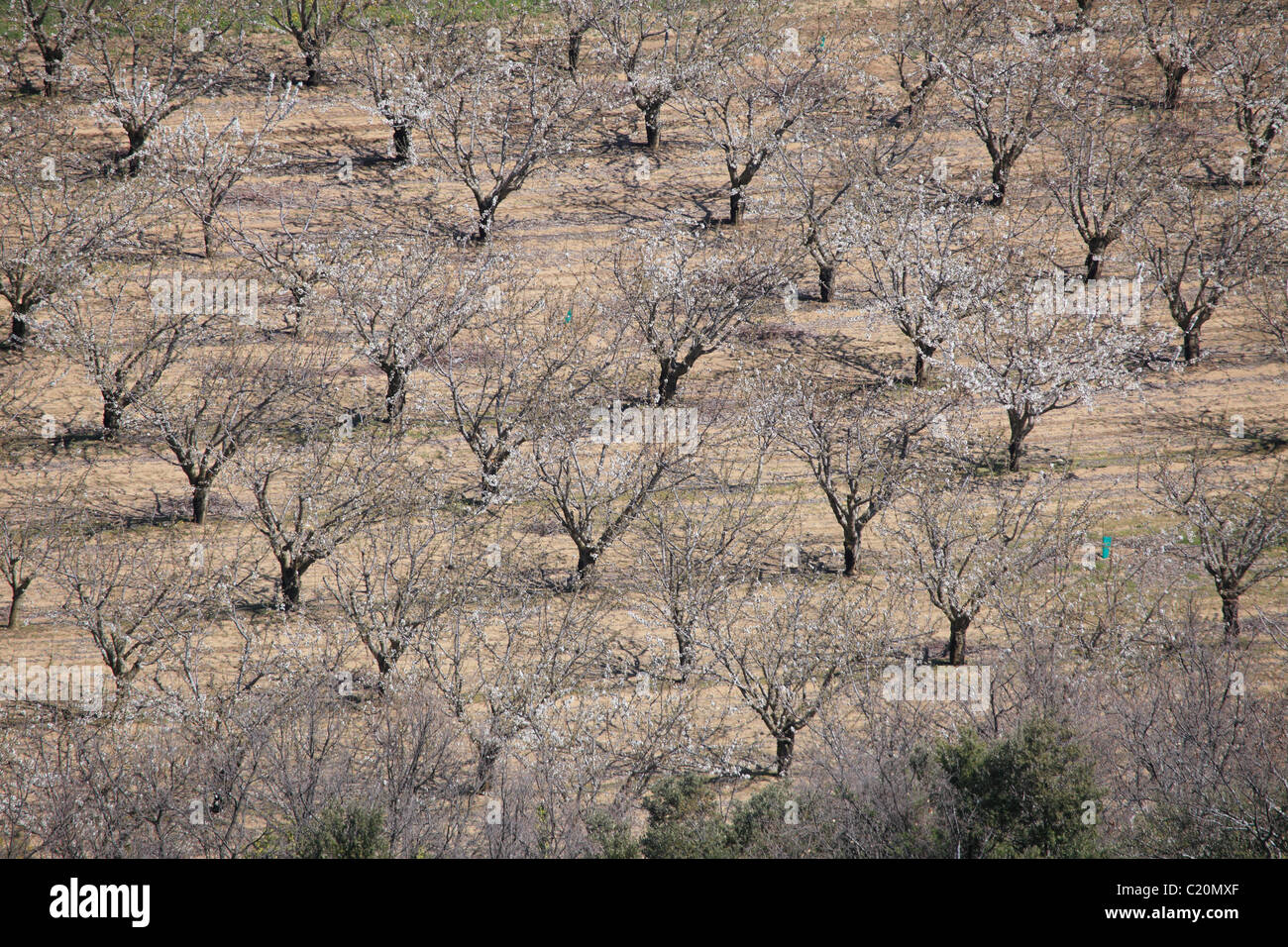 Cherry blossom tree in the Luberon southern France Stock Photo