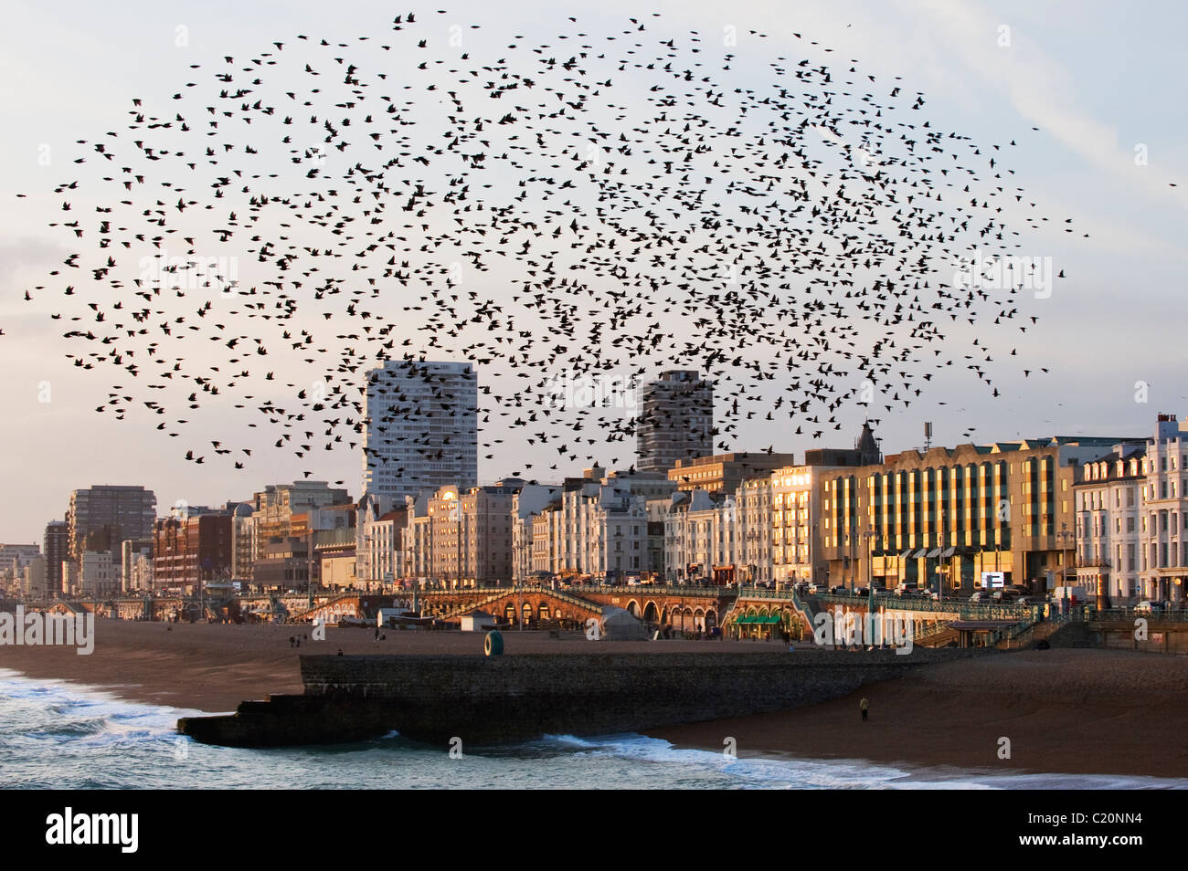 Starling (Sturnus vulgaris) flock roosting on Brighton Pier, West Sussex, UK Stock Photo