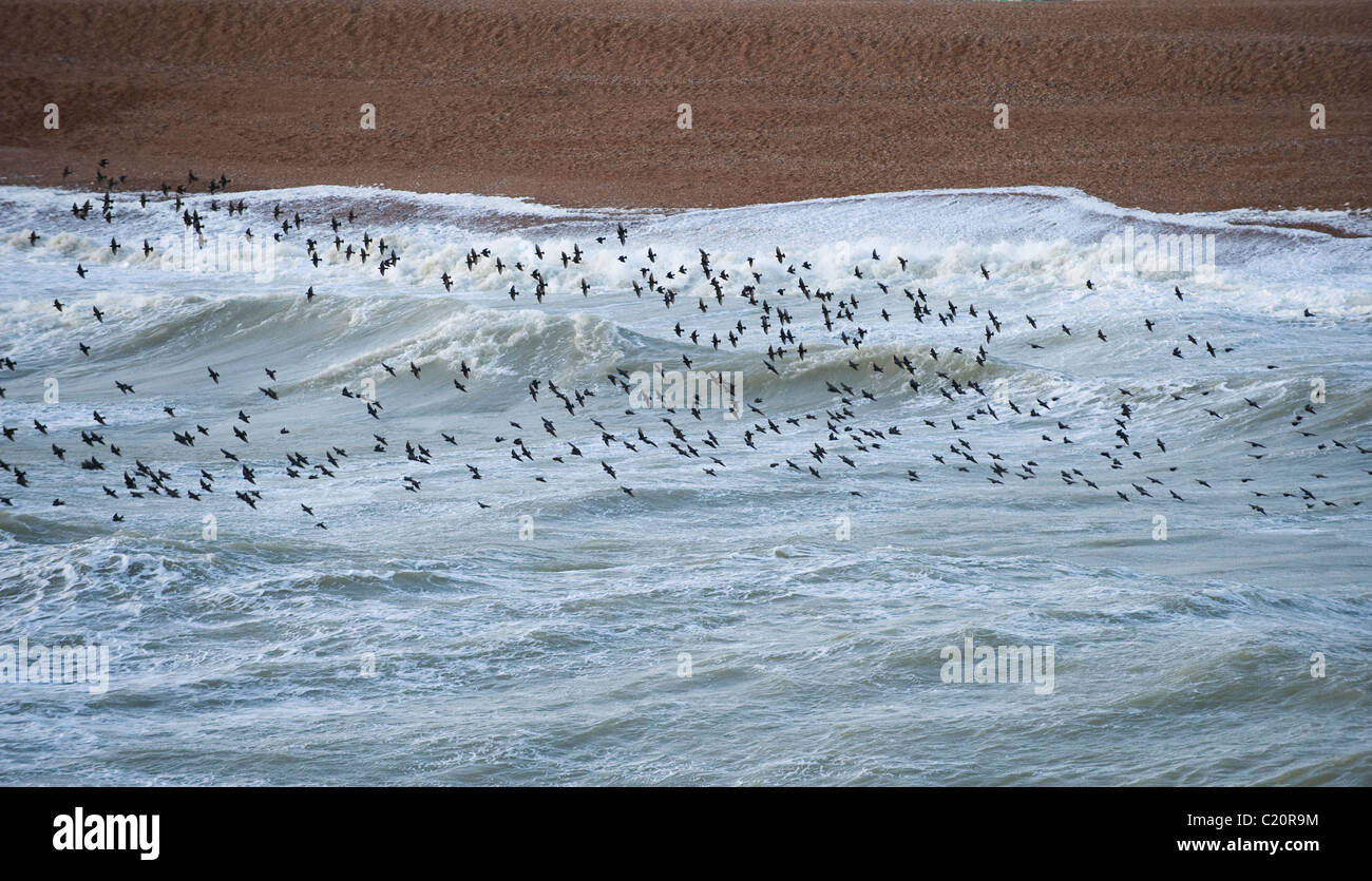 Starling (Sturnus vulgaris) flock roosting on Brighton Pier, West Sussex, UK Stock Photo