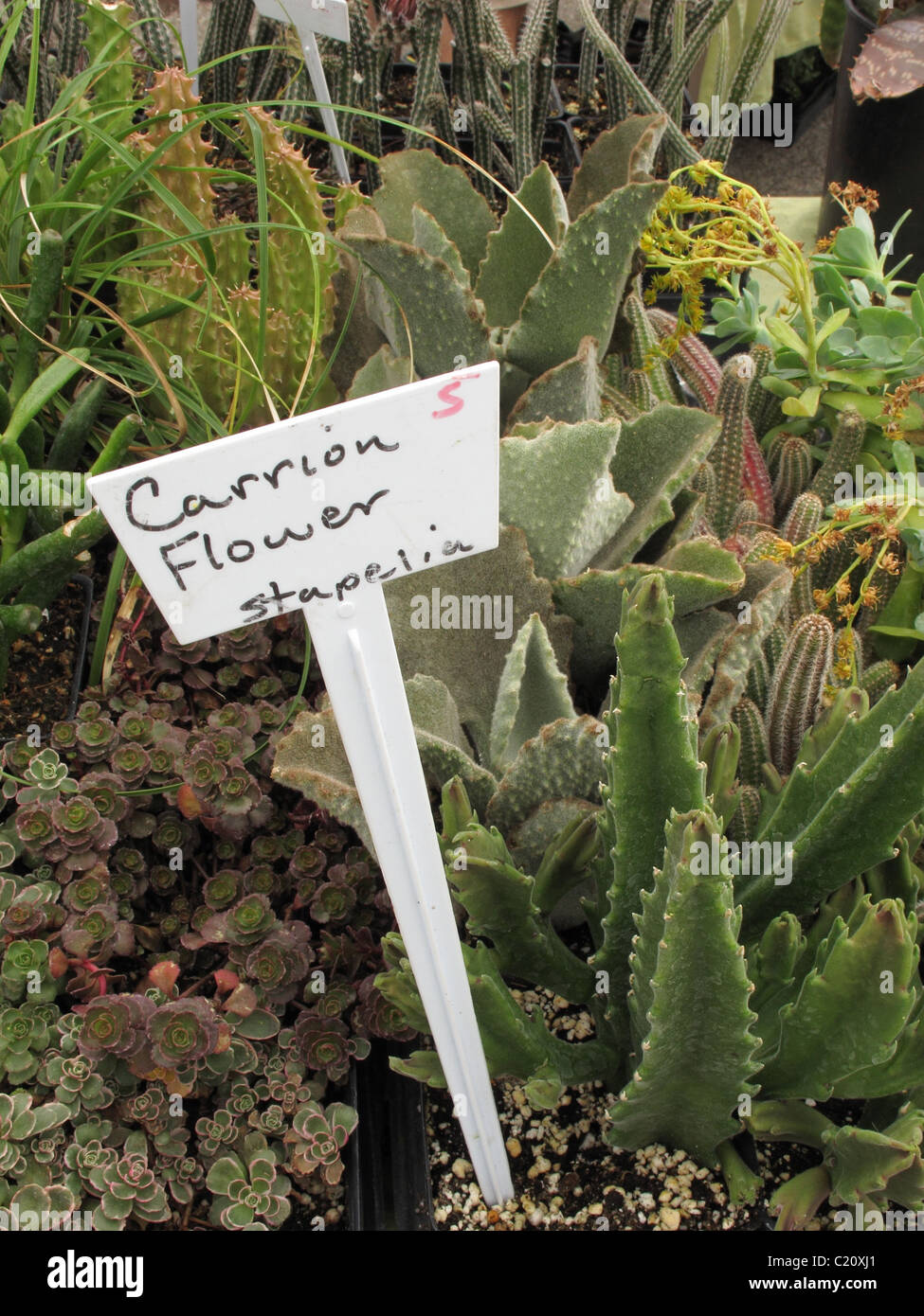 Carrion Flower Stapelia sign with cactus at farmers' market. Stock Photo