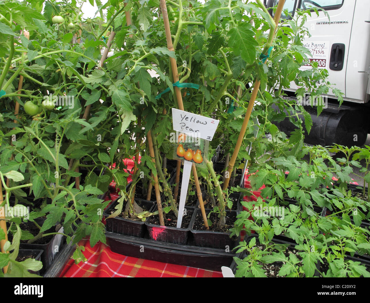Tomato plants at farmers market Stock Photo