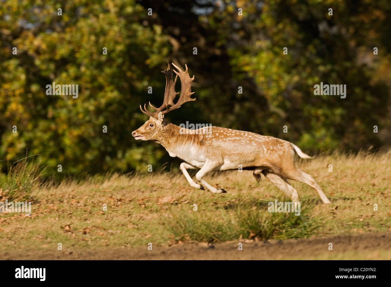 Fallow deer (Dama dama) during the rut, England, UK Stock Photo