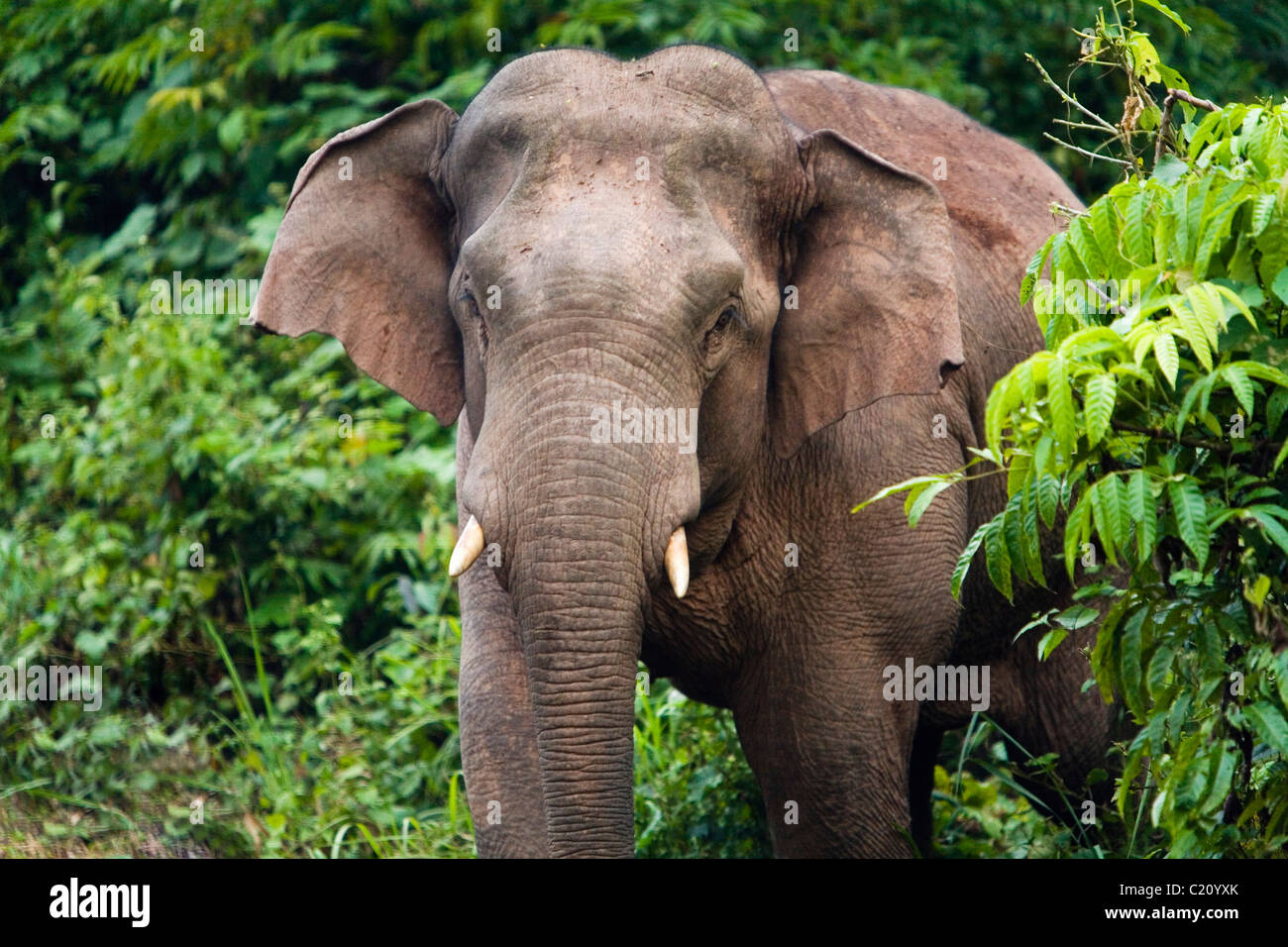 A wild elephant in Khao Yai National Park.  Khao Yai, Nakhon Ratchasima, Thailand Stock Photo
