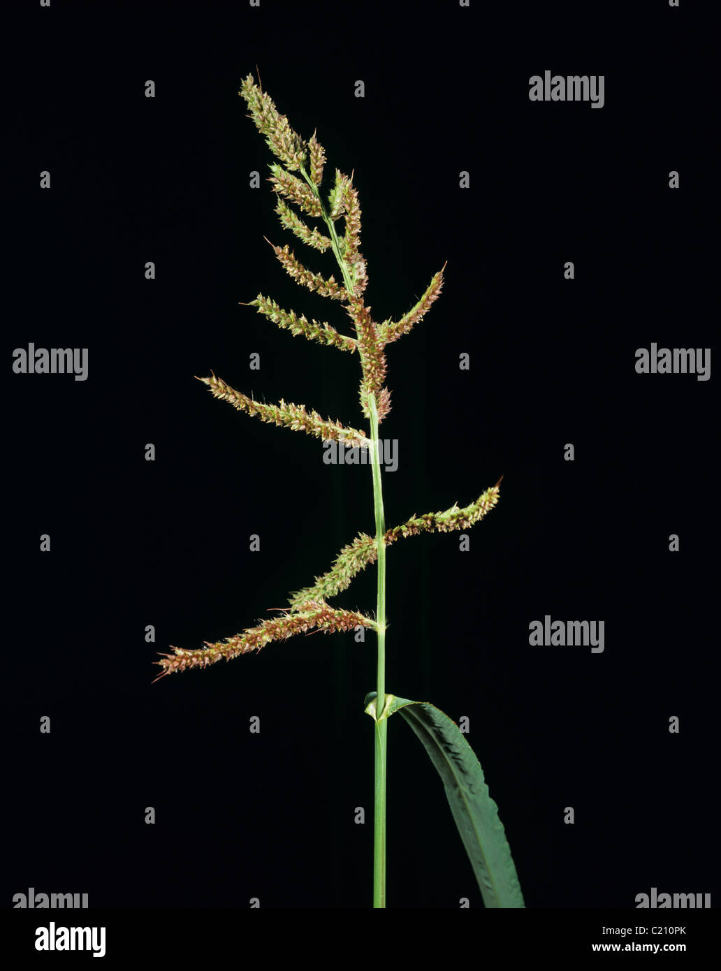 Common barnyard grass Echinochloa crus-galli flower spike Stock Photo