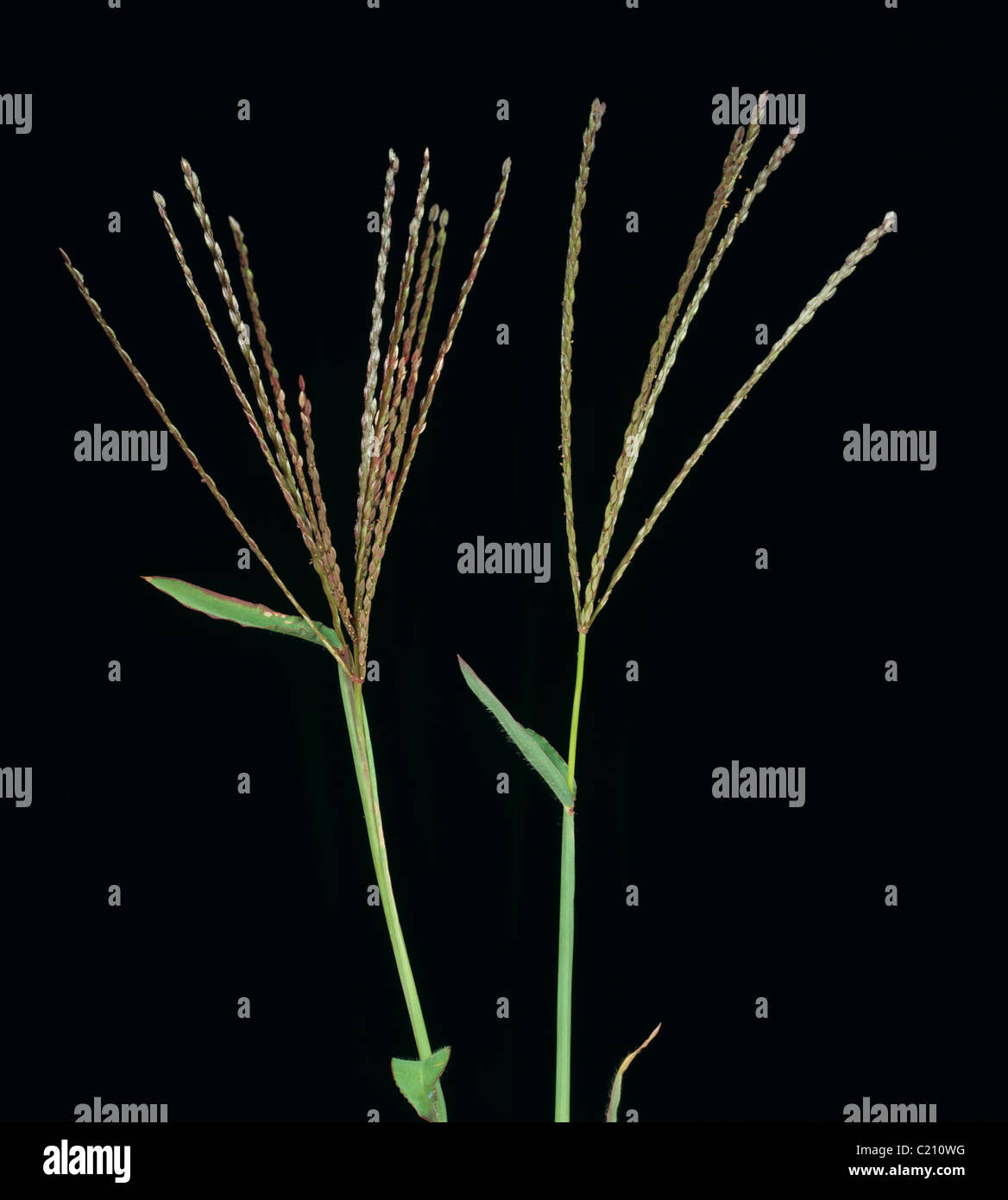 Large crabgrass Digitaria sanguinalis inflorescences Stock Photo