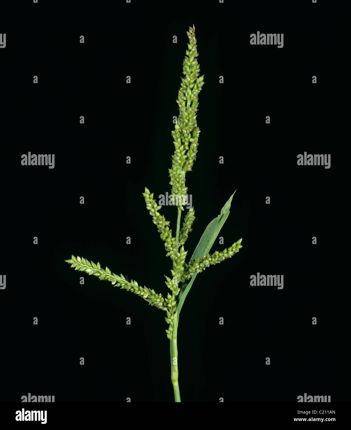Awnless barnyard grass Echinochloa colonum flower spike Stock Photo