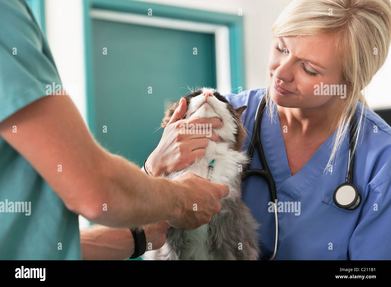 Female assistant watching a veterinarian draw blood Stock Photo