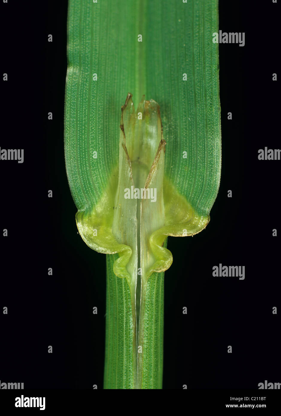 Brome Bromus inertus grass leaf ligule Stock Photo
