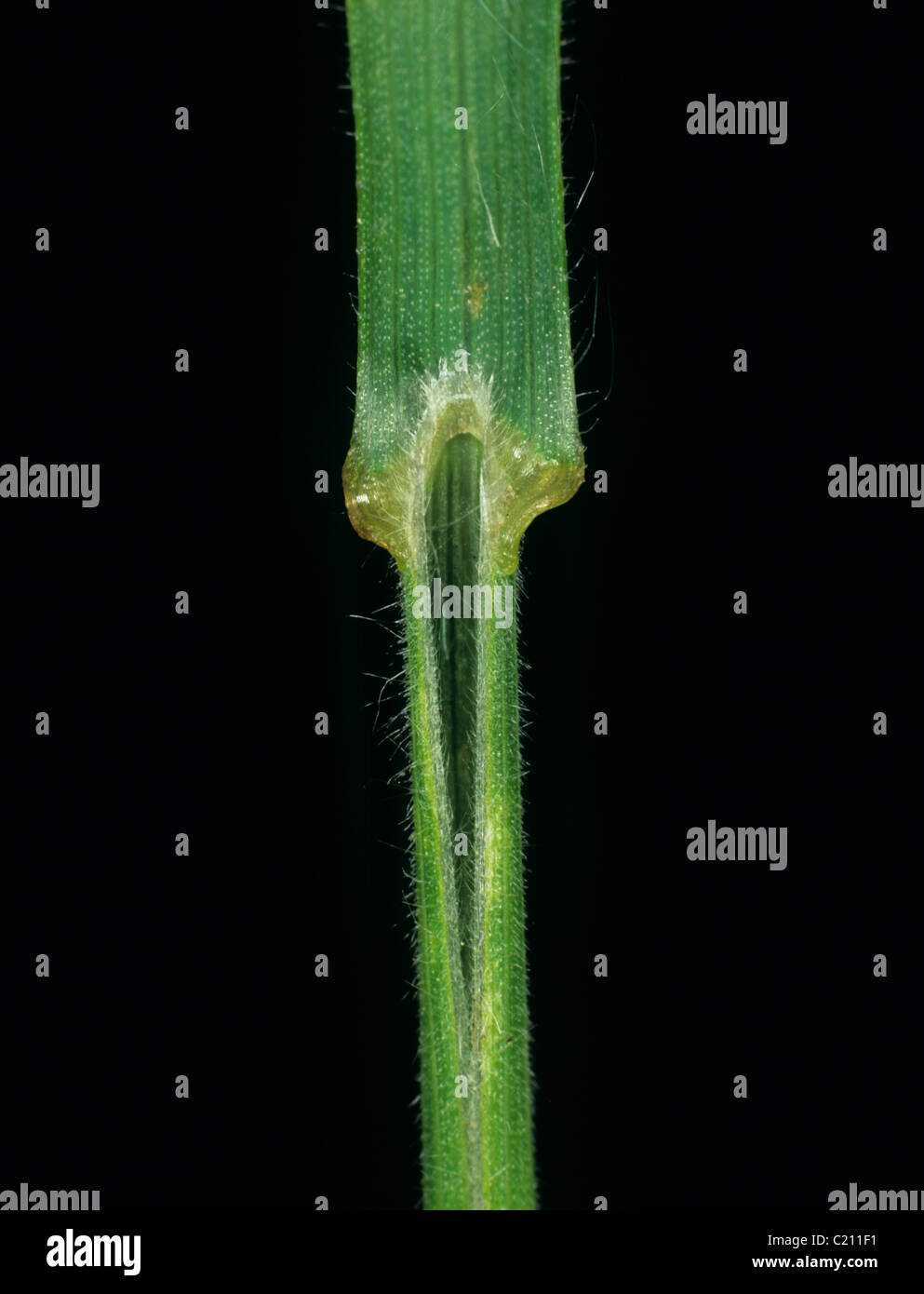Soft brome Bromus mollis grass leaf ligule Stock Photo