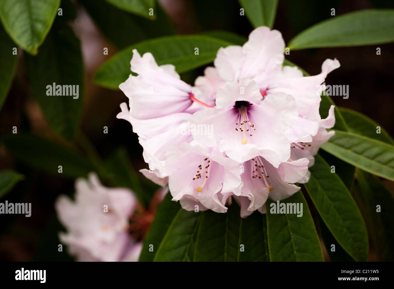 Rhododendron hyperythrum in bloom in March Stock Photo - Alamy