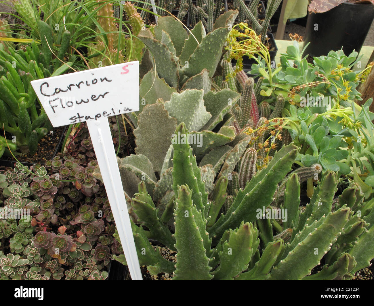 Cactus with sign - Carrion Flower Stapelia - for sale at the farmers' market. Stock Photo