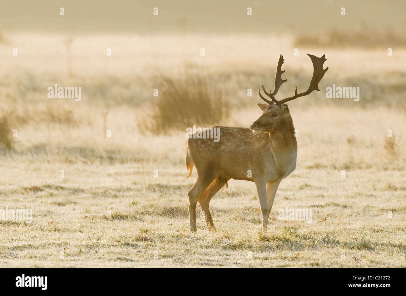 Fallow deer (Dama dama) during the rut, England, UK Stock Photo